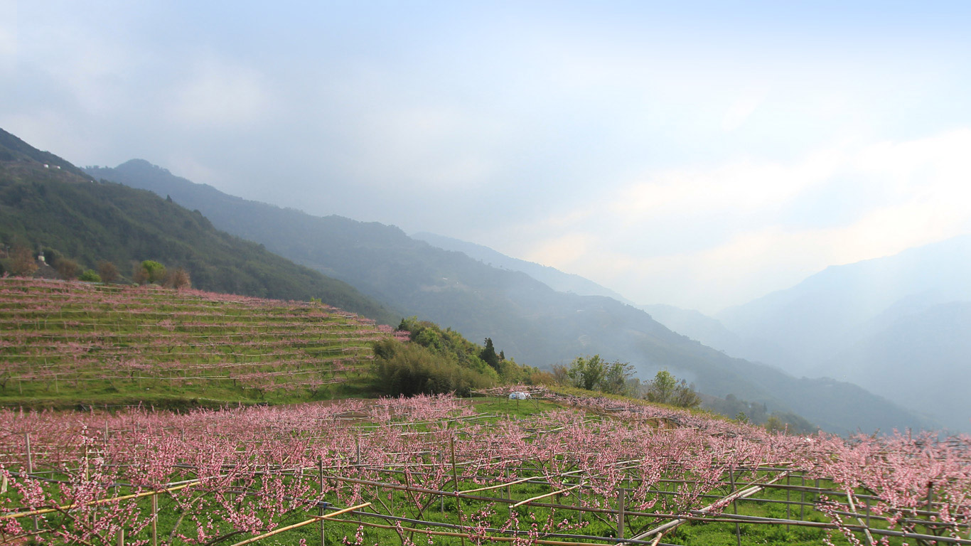 桃花林