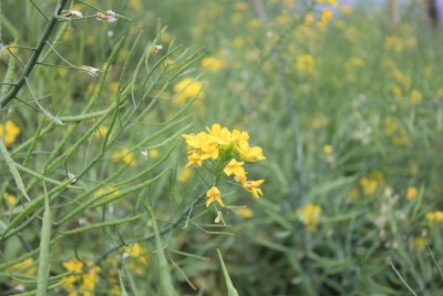 油菜花